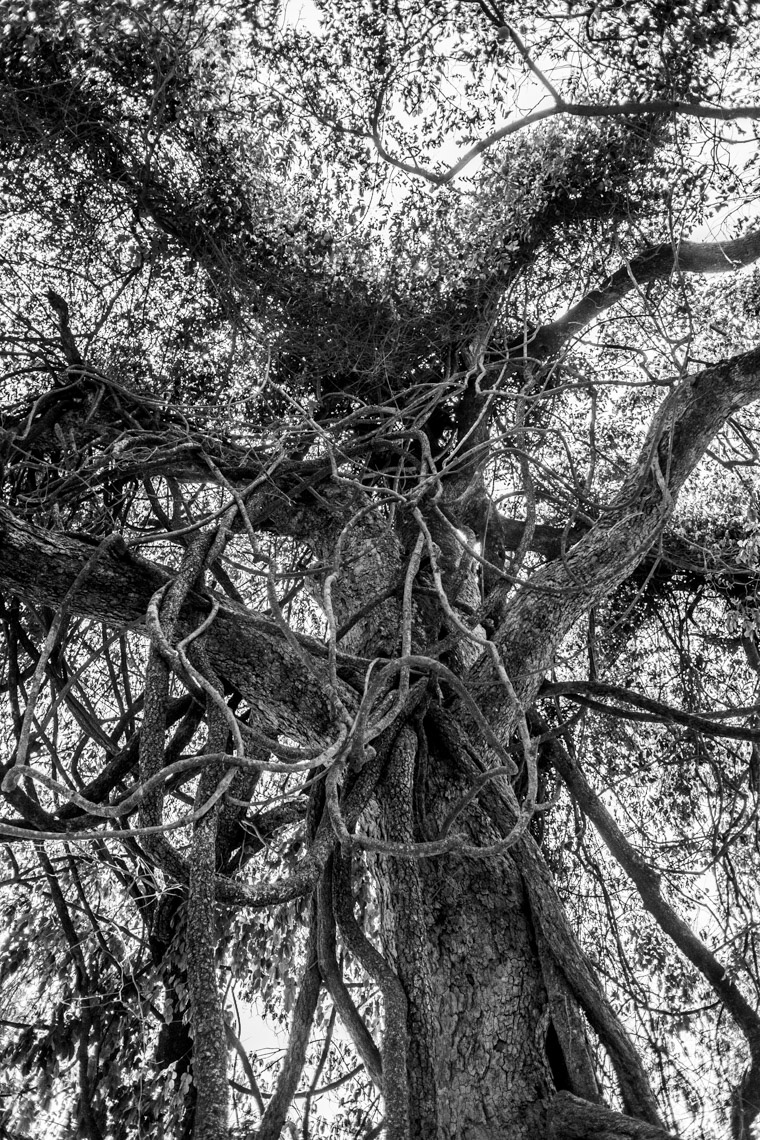 LePeuplierNoir-3